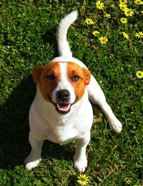 New Domestic Animal Management Plan for Colac Otway Shire - Colac Otway Shire New Domestic Animal Management Plan for Colac Otway Shire - Colac Otway Shire