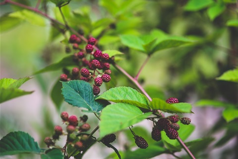 Blackberries