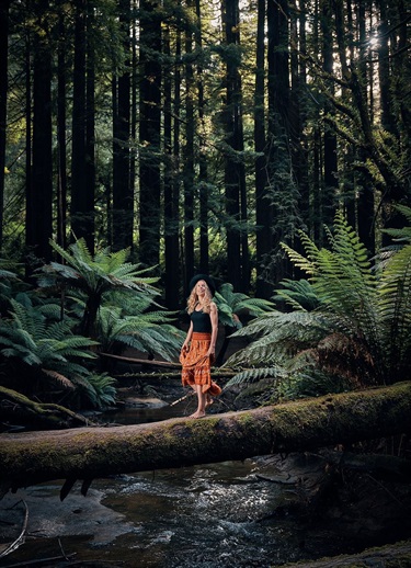 Beech Forest - The Redwoods