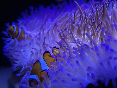 51.-Finding-Nemo-Angela-Johnson-19-25-Category.jpeg