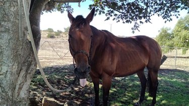39.-Duchess-Nellie-Armistead-12-18-Category.jpg