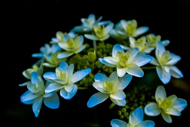 48.-Flowers-Michaela-Fischer-19-25-Category.jpeg