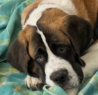 9.-Cuteness-Overload-Lilly-Featherston-12-18-Category.jpeg