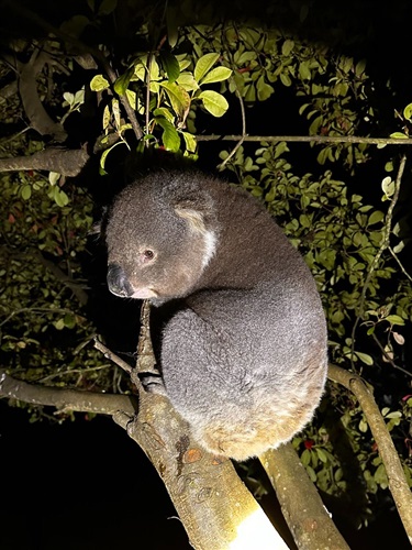 26. Backyard Visitor, Harry Smith 13-15 Category