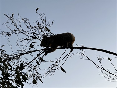 27. Big Koala for a Small Tree, Harry Smith 13-15 Category