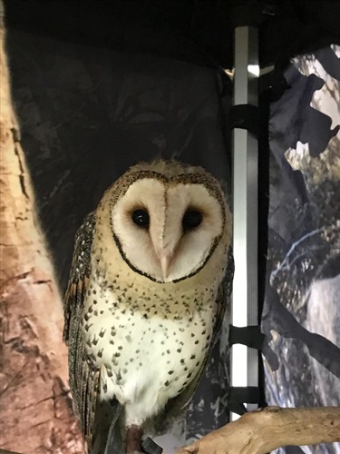 4. Owl at Camperdown Show, Chase Nyhof 13-15 Category