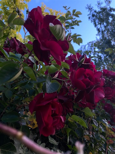 11. Raspberry Rose, Lea Phillips 13-15 Category