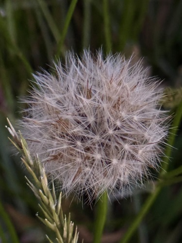 57. Dandelion, Chelsea Peschel 16-20 Category