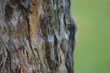 70. Whispers of Water: Cascading Down the Bark, Logan Welker 16-20 Category