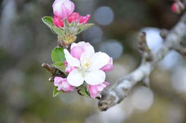 78. Apple Tree Flower, Robin Alford