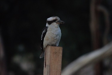 79. Kookaburra, Robin Alford 21-25 Category