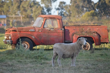 86. Rusty Old Farm Ute, Angela Johnson 21-25 Category