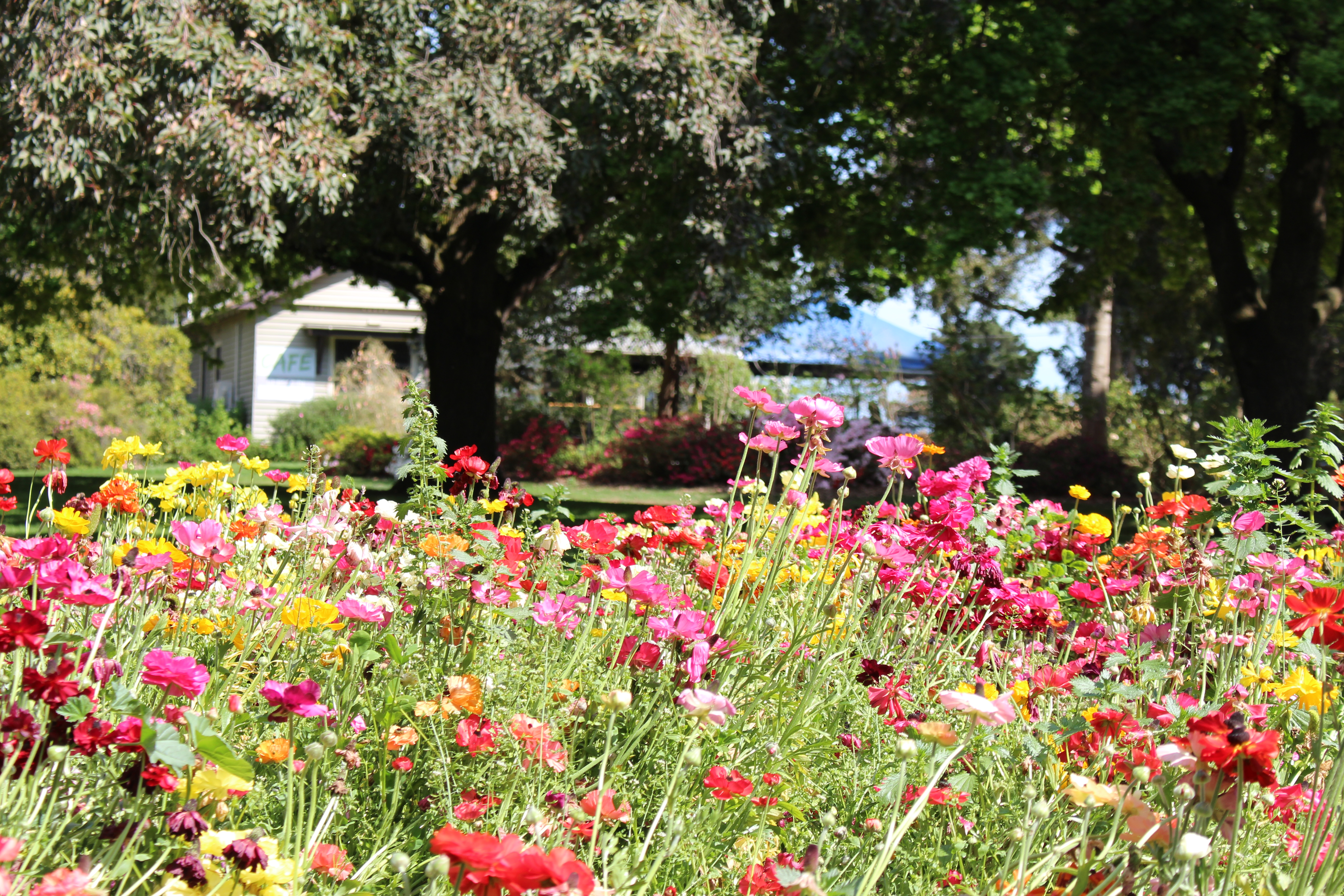 Colourful-poppies-2015.jpg