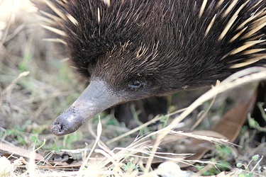 11.-Echidna-Mason-Rothery-12-18-Category.jpg