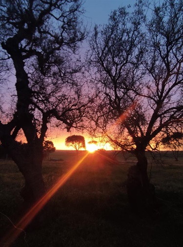 15.-Tangled-Dusk-Logan-Stout-12-18-Category.jpg