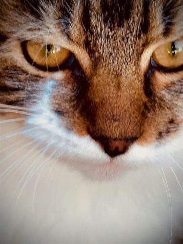 17.-My-Cat-Oliver-Johnson-12-18-Category.jpeg
