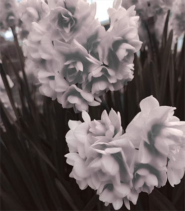 18.-Black-and-White-Flowers-Finlay-Skarbek-12-18-Category.png