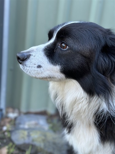 2.-Barney-Isabelle-Pilley-12-18-Category.jpeg
