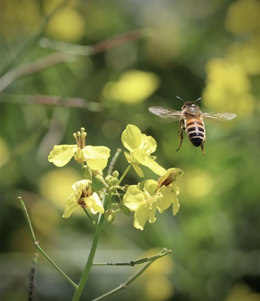 52.-Busy-Bee-Chelsea-Peschel-19-25-Category.jpeg