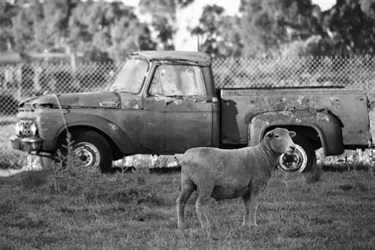 56.-Old-Farm-Ute-Angela-Johnson-19-25-Category.jpeg
