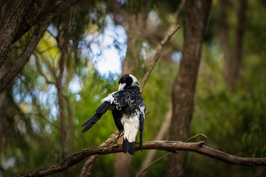 6.-Perched-Poised-Clint-Gibbs-12-18-Category.jpg