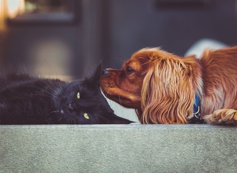 dog and cat pet registration collar.jpg