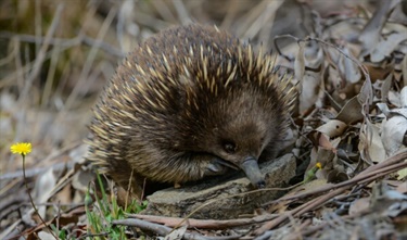 Cute Echidna Waddling Along