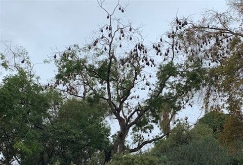 Bats in Colac Botanic Garden web.jpg
