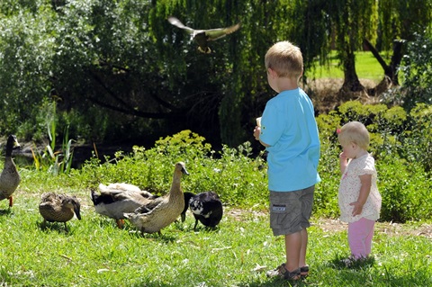 Feeding the ducks at the Barongarook Creek