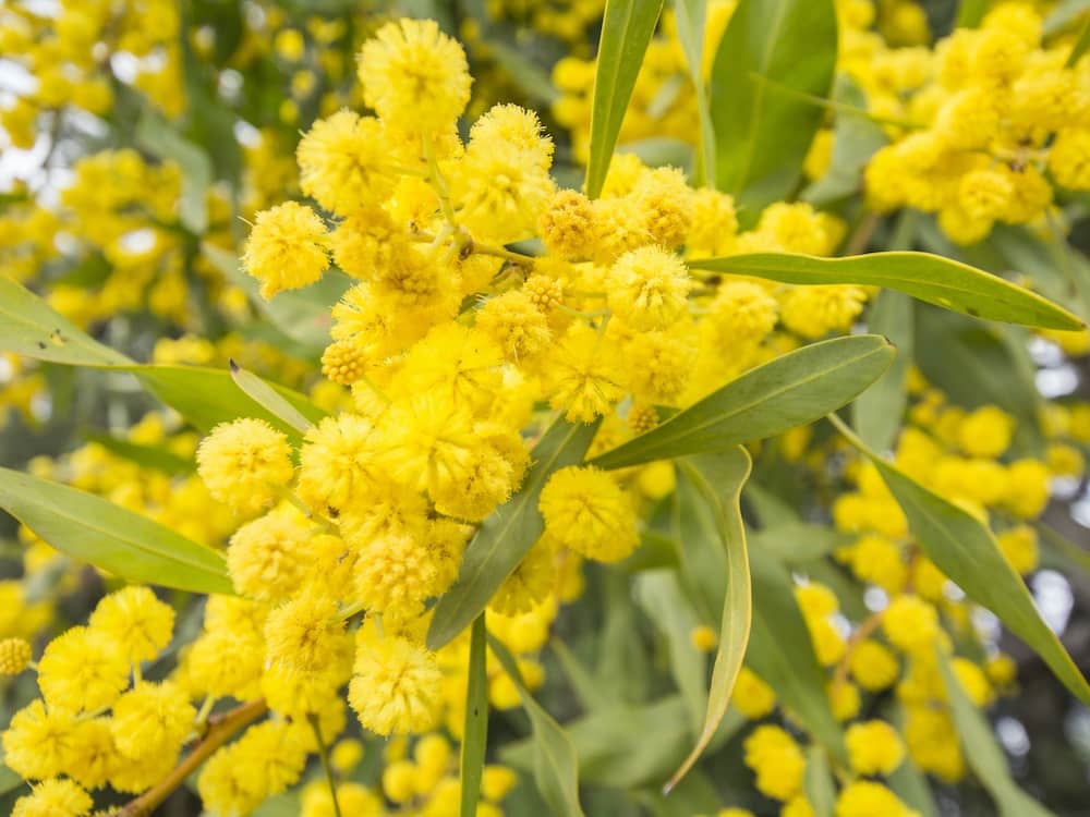 Acacia-Dealbata-Silver-Wattle.jpeg