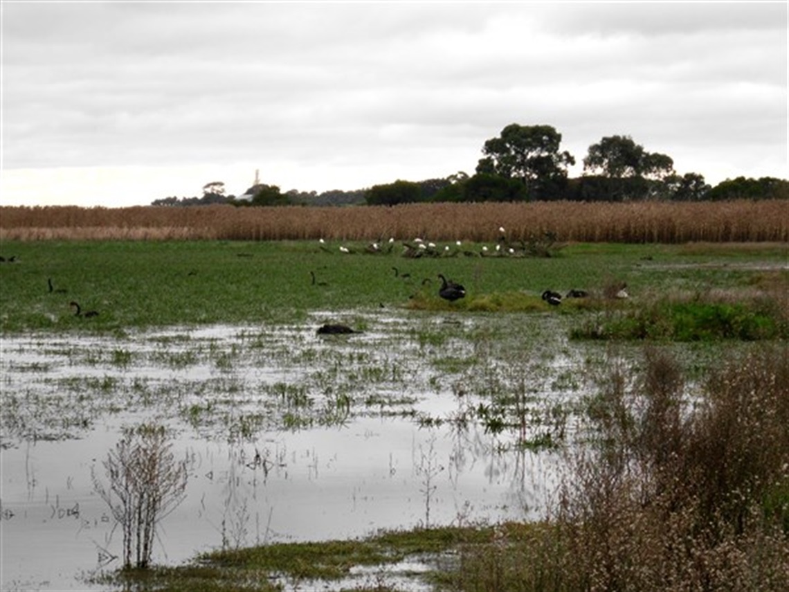 Colac Bird Reserve