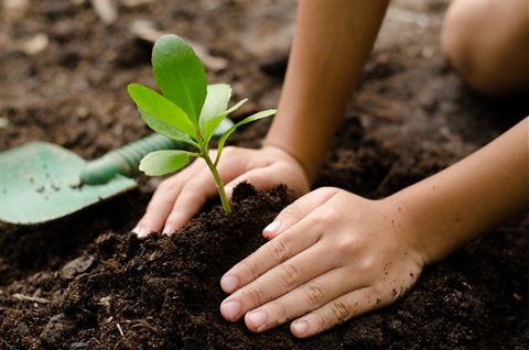 tree planting.jpg