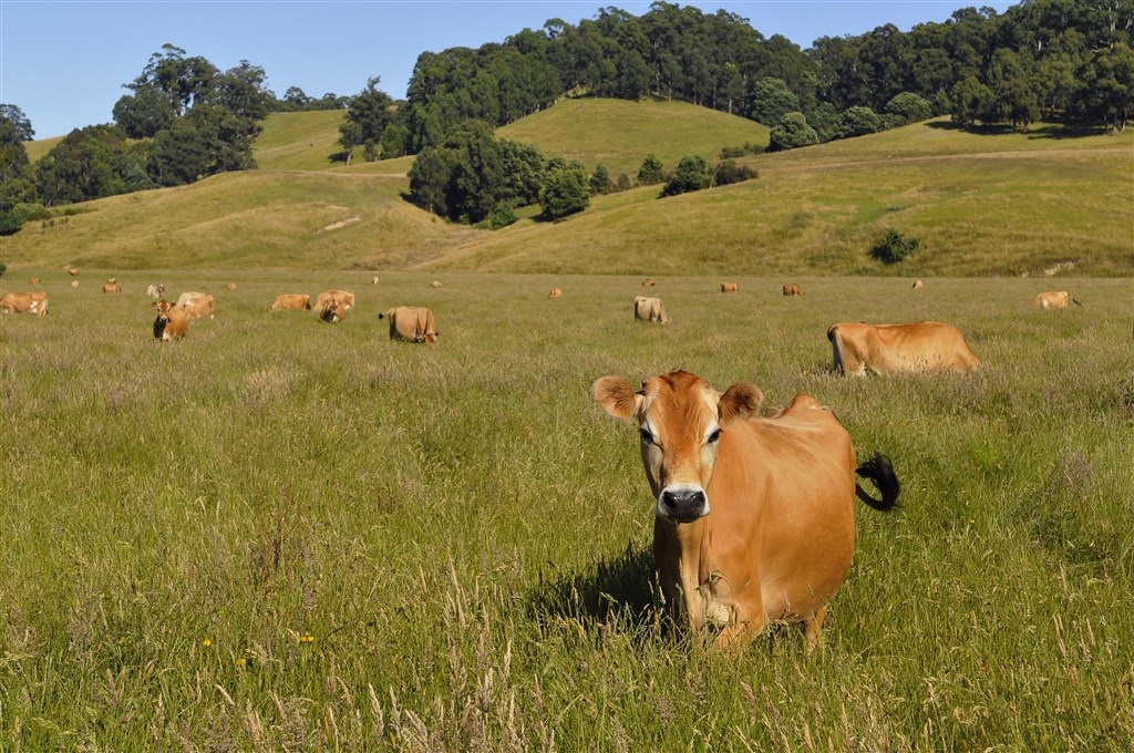 Cow in paddock