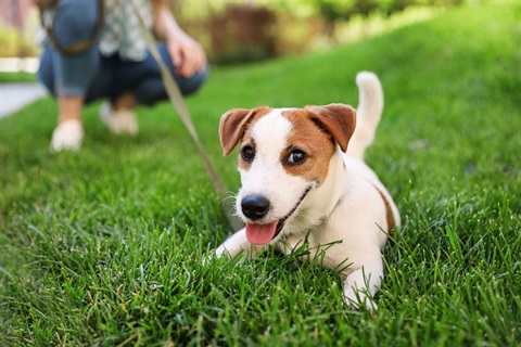 AdobeStock_281903517-Dog-Park.jpeg