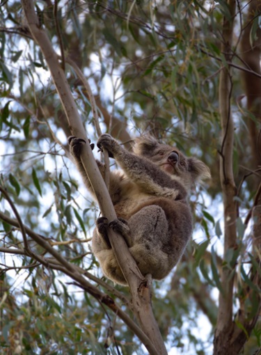 24.-Kawarren-Koala-Harris-Phillips-12-18-Category.jpg