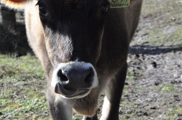 40.-My-beautiful-cow-Valerie-when-she-was-about-to-get-feed-Harrison-Smith-12-18-Category.jpg