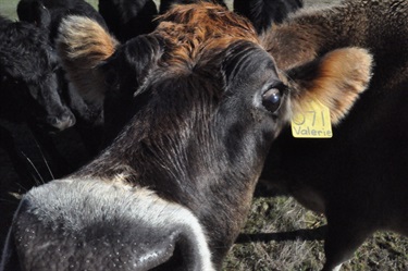 41.-Valerie-my-beautiful-Jersey-cow-Harrison-Smith-12-18-Category.jpg