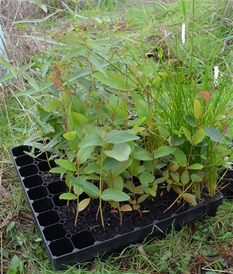 Native seedlings