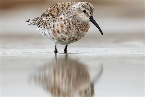 Website Image - Western District Lakes Birding with Birdlife Australia.jpg